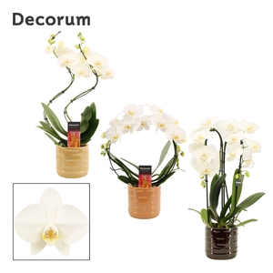 Phalaenopsis vormen mix 2 tak wit in Lois (Deco-collection)