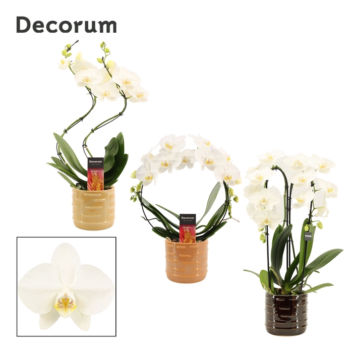 <h4>Phalaenopsis vormen mix 2 tak wit in Lois (Deco-collection)</h4>