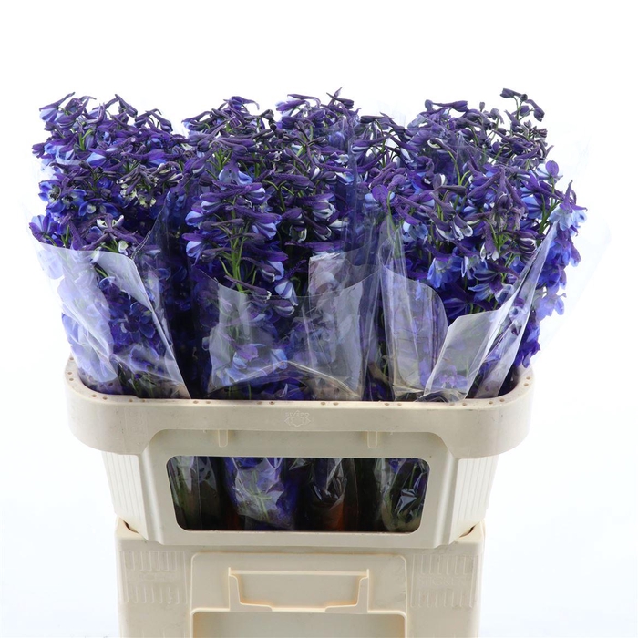 <h4>Delphinium single Donna</h4>