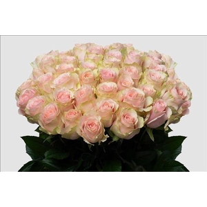 Rosa ec frutetto