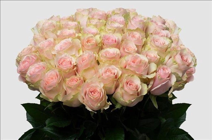 <h4>Rosa ec frutetto</h4>