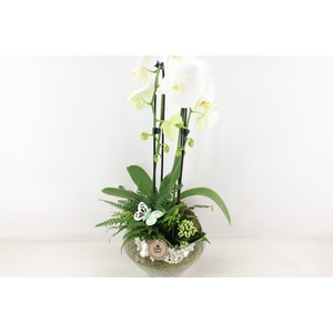 arr2 PL - Glas Olay phal wit