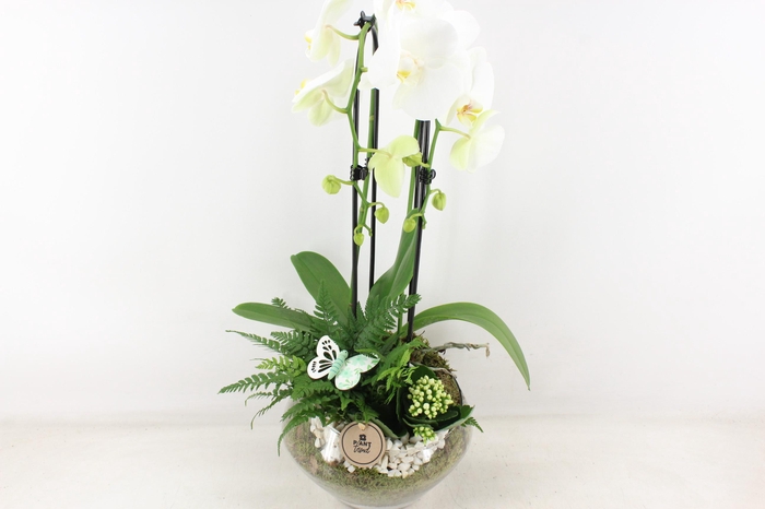 <h4>arr2 PL - Glas Olay phal wit</h4>