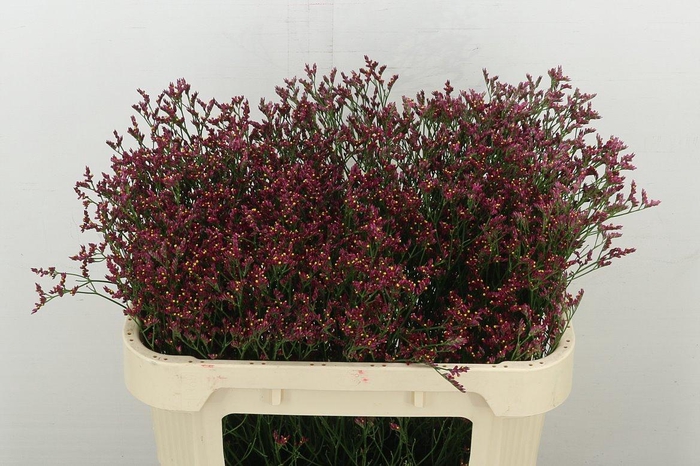 <h4>Lim Sin Scar Diamond</h4>