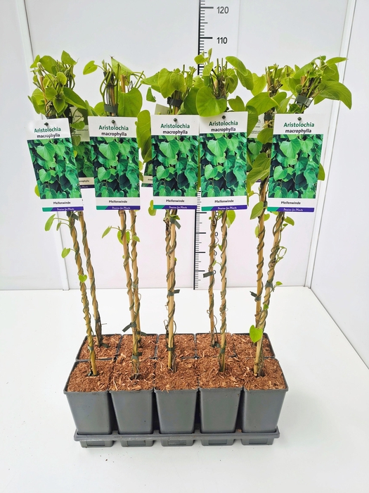<h4>Aristolochia macrophylla 80CMC2</h4>