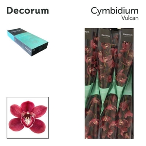 Cymbidium Vulcan
