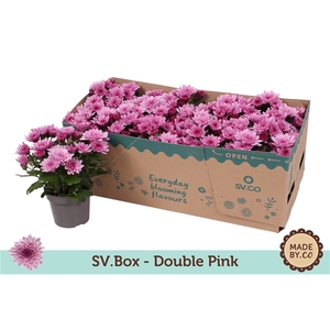 Chrysant Double Pink in SV.Box