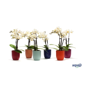 Hugo Paradise Mix Tiny Dolls Wit 3T18+ Aqu@