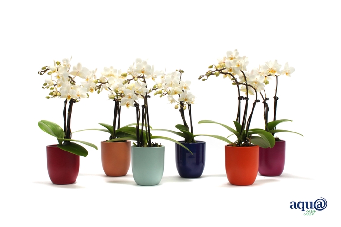 <h4>Hugo Paradise Mix Tiny Dolls Wit 3T18+ Aqu@</h4>