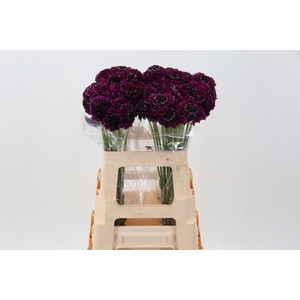 Scab At F Scoop Dark Purple