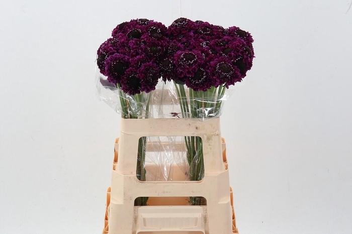 <h4>Scab At F Scoop Dark Purple</h4>