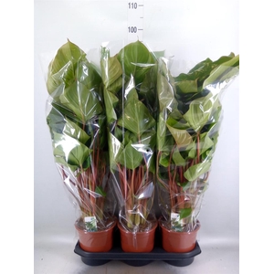 Homalomena rubescens 'Maggy'