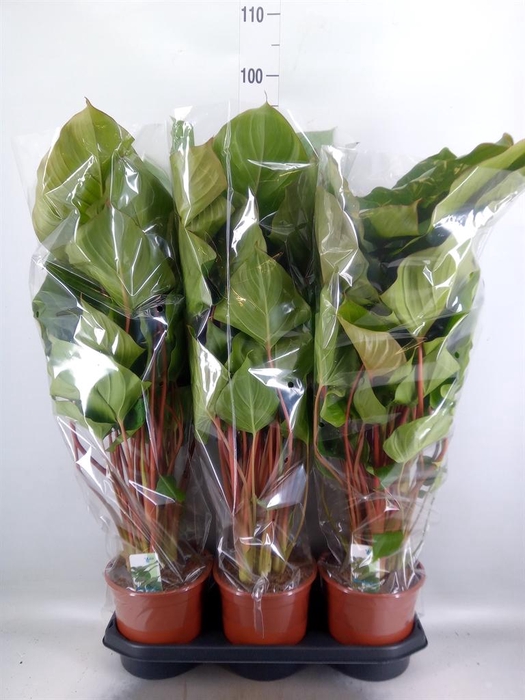 <h4>Homalomena rubescens 'Maggy'</h4>