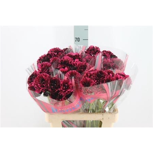 Ranunculus Brushmark Braga 60cm