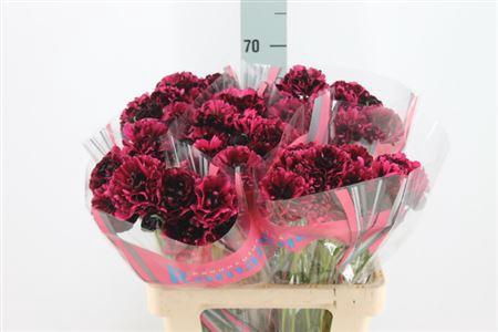<h4>Ranunculus Brushmark Braga 60cm</h4>