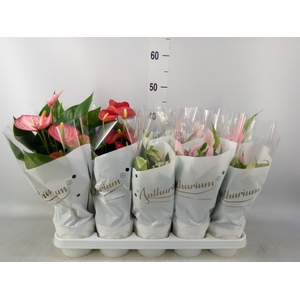 Anthurium   ...mix 4