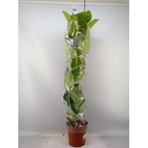 Dieffenbachia seg. 'Maroba'