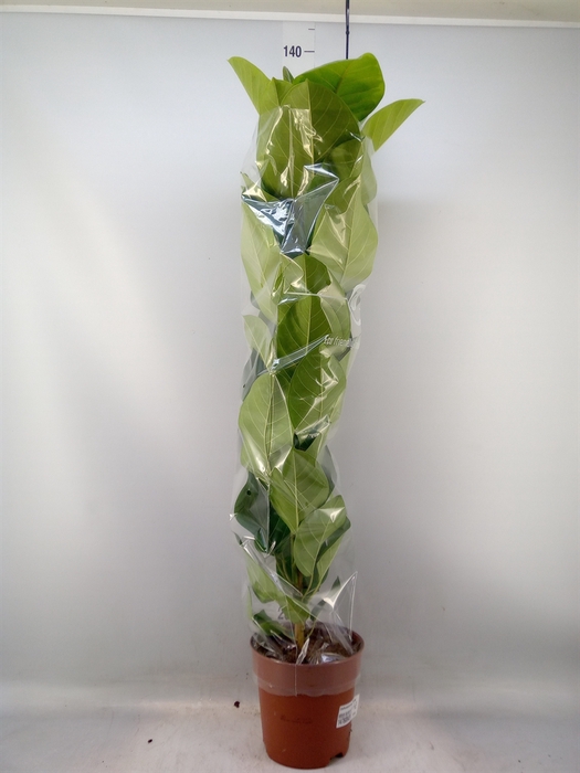 <h4>Dieffenbachia seg. 'Maroba'</h4>