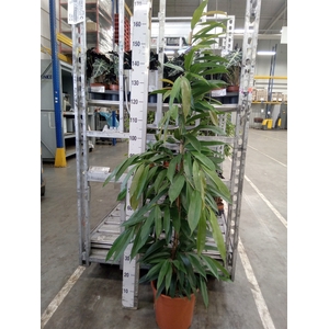 Ficus binn. 'Amstel King'