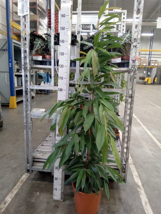 <h4>Ficus binn. 'Amstel King'</h4>