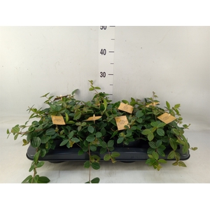 Peperomia  'Rocca Scuro'