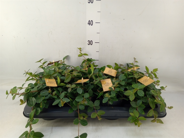 <h4>Peperomia  'Rocca Scuro'</h4>