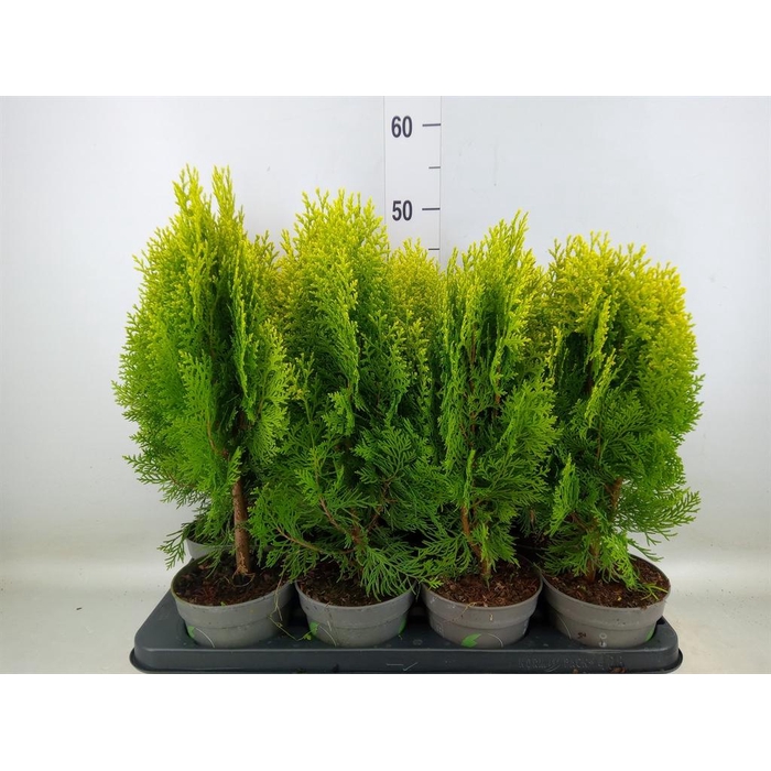 <h4>Platycladus orient. 'Aurea Nana'</h4>