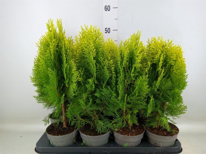 <h4>Platycladus orient. 'Aurea Nana'</h4>