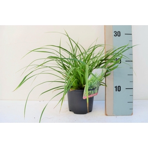 Carex Morrowii Variegata