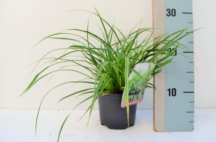 <h4>Carex Morrowii Variegata</h4>