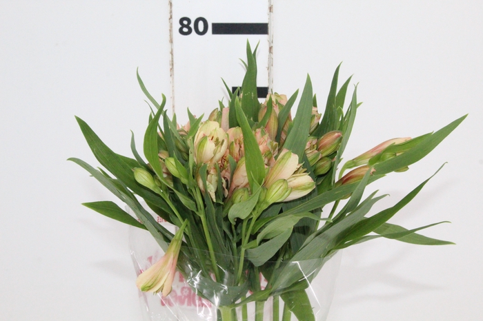 <h4>ALSTROEMERIA CANYON 080 CM</h4>