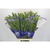 Rumex Unicorn