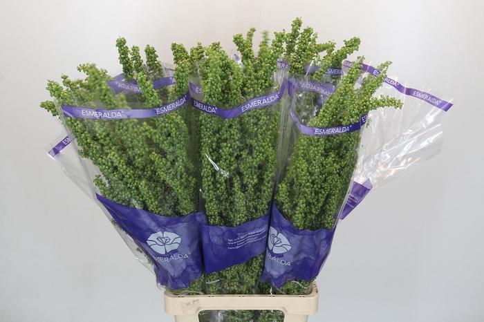<h4>Rumex Unicorn</h4>