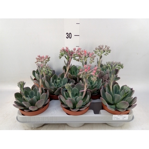 Echeveria  'Blue Prince'