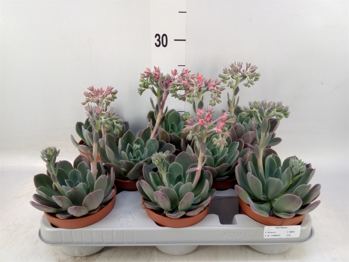 <h4>Echeveria  'Blue Prince'</h4>