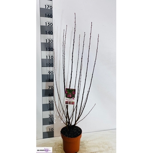 RIBES SA KING ED VII