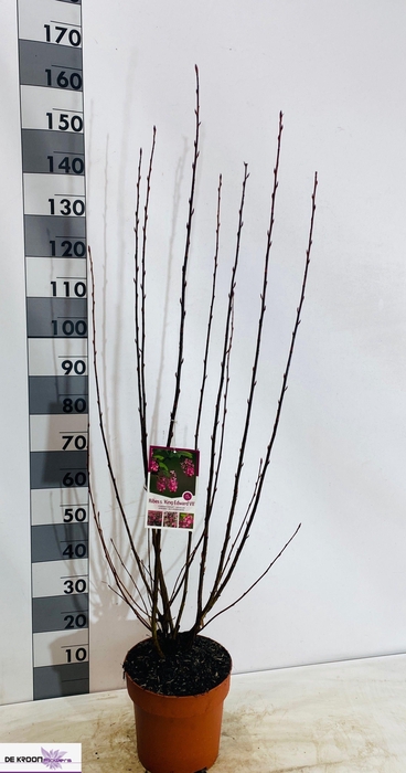 <h4>RIBES SA KING ED VII</h4>