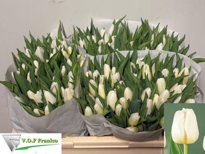 <h4>TU EN WHITE PRINCE</h4>