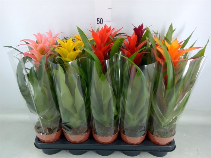 <h4>Guzmania   ...mix</h4>