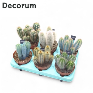 Cactus Column Mix (6spc.) (decorum) Decorum+Steker