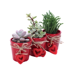 Succulent 5,5 cm in valentijn pot
