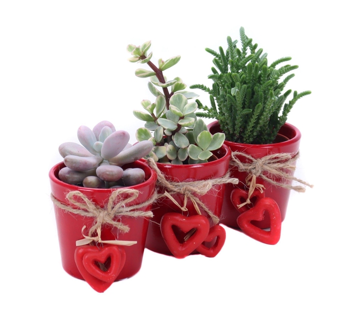 <h4>Succulent 5,5 cm in valentijn pot</h4>