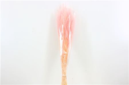 <h4>Dried Ouro L Pink Bunch</h4>