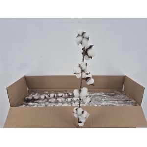 Dr Cotton White 75cm 8 Ball