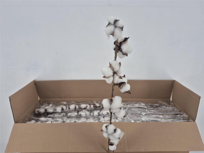 <h4>Dr Cotton White 75cm 8 Ball</h4>