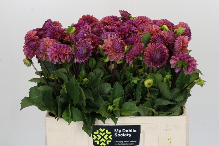 Dahlia Caitlin's Joy