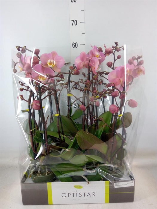 <h4>Phalaenopsis  'Ant Padova'</h4>