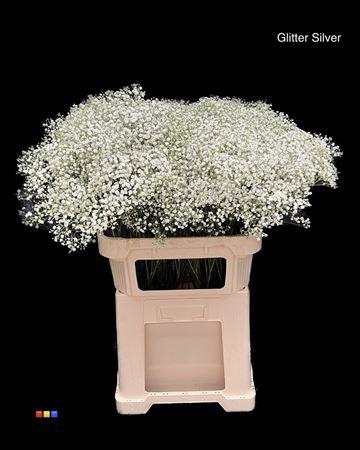 <h4>Gyps Million Naturel + Glit Silver Bio</h4>