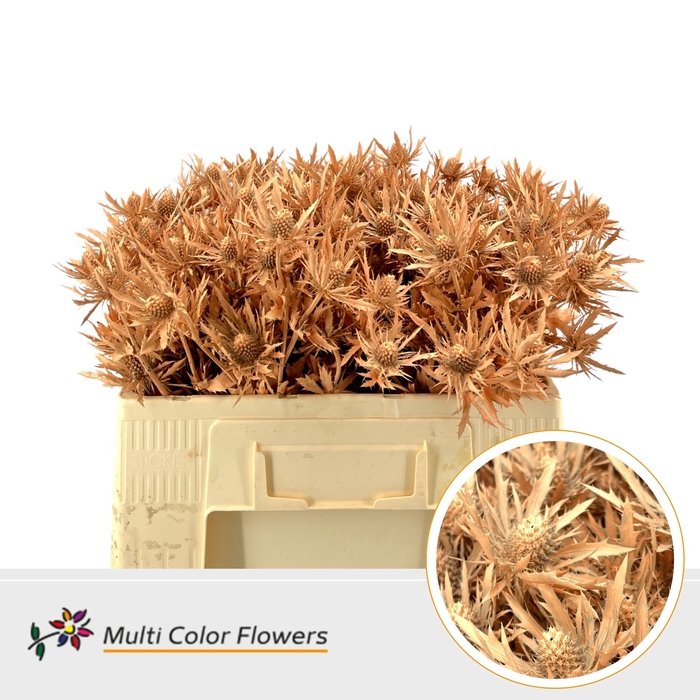 <h4>Eryngium Apricot</h4>