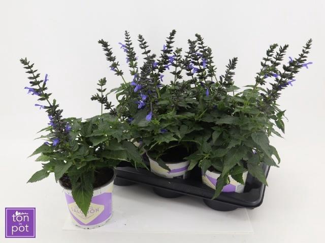 <h4>SALVIA LAKE COMO</h4>